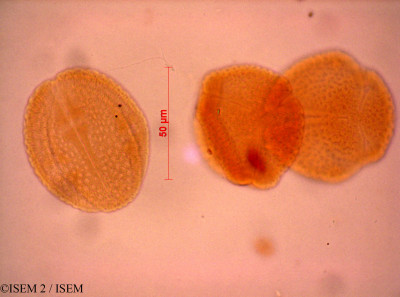 ISEM 2/Clutia_abyssinica_7920/Clutia_abyssinica_7920_0001(copy)_thumb.jpg